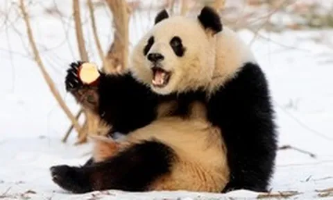 Cú lừa thế kỷ về khả năng sinh sản của gấu trúc: Tỷ lệ thành công 95% trong hoang dã nhưng lại bị con người ép tuyệt tự?