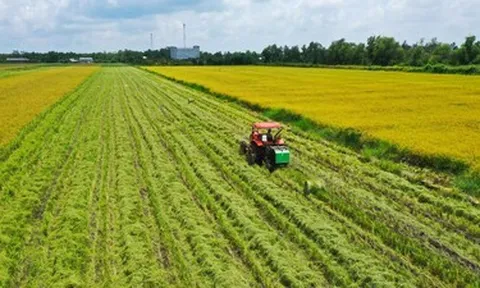 Đã giải ngân 3.600 tỷ cho chương trình lúa gạo phát thải thấp