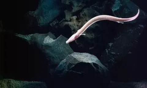 Sinh vật kỳ bí mang hình dáng loài rồng: Chúng có thể bất động trong 7 năm, nhịn ăn 10 năm và thậm chí sống đến hơn một thế kỷ