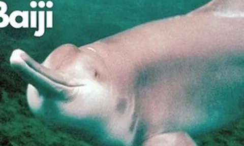 22 năm giam cầm và chết trong bể kính: Bí mật đen tối dưới làn nước đục ngầu của dòng Dương Tử