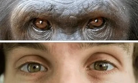 Tại sao con người có lòng trắng mắt rõ ràng trong khi phần lớn loài vượn lại có mắt tối màu?