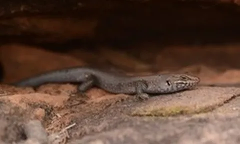 Phát hiện gây chấn động: “Kẻ ẩn mình” lộ diện trong sa mạc Australia, loài thằn lằn hiếm chỉ còn dưới 20 cá thể