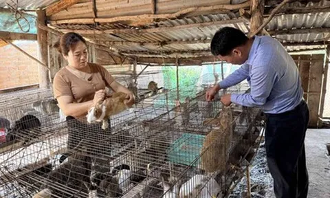 Lâm Đồng: Phát triển mô hình nuôi thỏ, hướng sinh kế xanh tại xã Quảng Trực