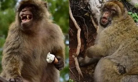 Những con khỉ tại vùng núi Gibraltar ăn đất để chữa đau bụng vì đồ ăn vặt du khách