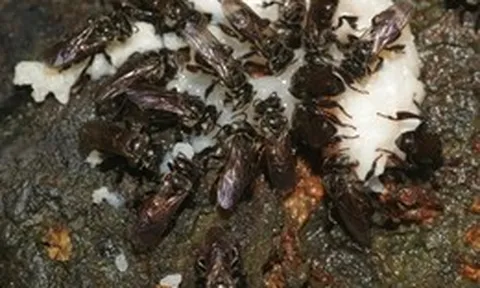 Loài ong ăn thịt thối nhưng vẫn tạo ra mật ngọt, bí ẩn tiến hóa khiến giới khoa học kinh ngạc