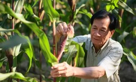 Ứng dụng cây trồng công nghệ sinh học tại Việt Nam ghi nhận những bước tiến ổn định