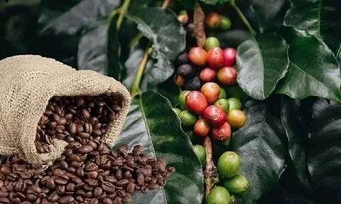 EUDR đẩy nông sản Việt vào cuộc đua số hóa