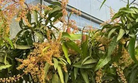 Quả "trứng mặt trời" đắt đỏ bậc nhất thế giới, 100 triệu đồng/cặp, ở Việt Nam có người trồng thành công