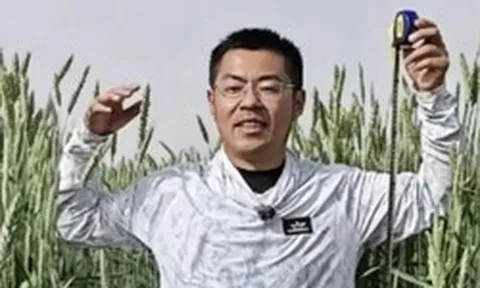 Phát hiện loại lúa lạ cao hơn con người, được trồng la liệt ở vùng đất gần 700 ha, mỗi năm thu 40.000 tấn