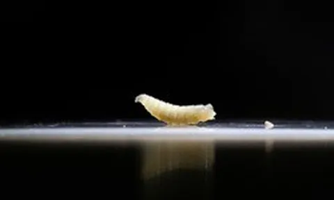 Phát hiện con bê nhiễm ký sinh trùng 'ăn thịt' động vật, toàn ngành chăn nuôi Mỹ báo động đỏ, đàn gia súc thấp kỷ lục 75 năm bị đe dọa