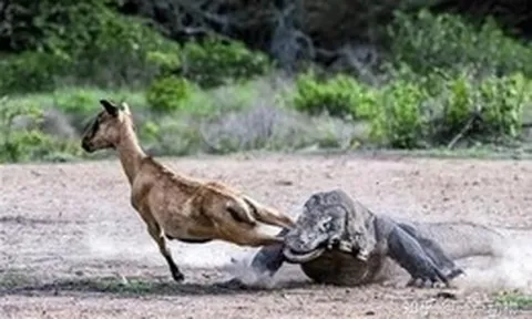 Nọc độc của rồng Komodo rốt cuộc đáng sợ đến mức nào?
