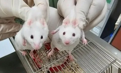 Đảo lộn thuyết tiến hóa: Chèn gen sinh vật đơn bào tỷ năm tuổi, chuột biến đổi kinh ngạc