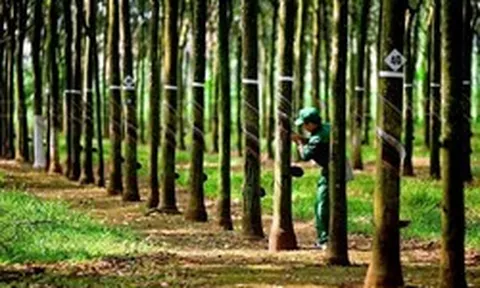 Một doanh nghiệp cao su báo lãi quý II tăng vọt, chuẩn bị thưởng cổ phiếu tỷ lệ “khủng” 300%