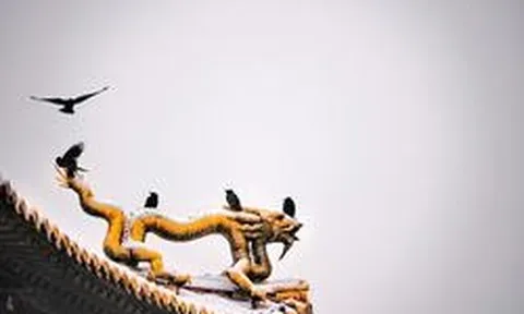 Vì sao khu vực quanh Cố Cung Bắc Kinh, Trung Quốc lại có nhiều quạ đến vậy?