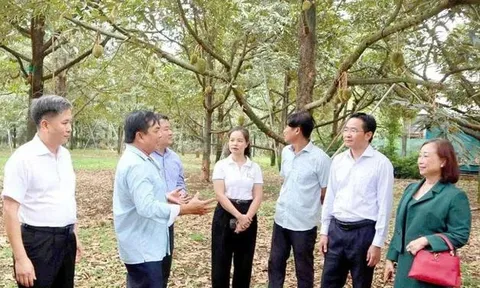 "Cởi trói" để giữ thị trường xuất khẩu sầu riêng