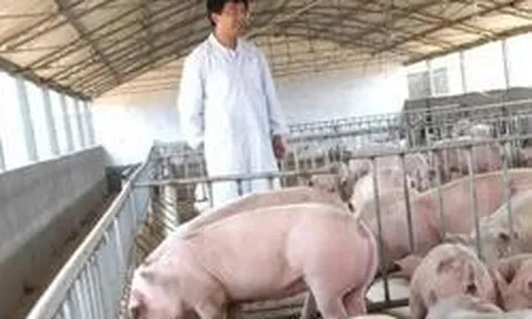 Vợ chồng chủ trang trại lợn ở Trung Quốc rơi vào cảnh tán gia bại sản, mất trắng 15 triệu USD vì án oan