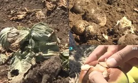 Nắng nóng kỷ lục kéo dài khiến khoai tây Hàn Quốc bị "luộc chín" ngay trên ruộng, bắp cải cũng cháy lá