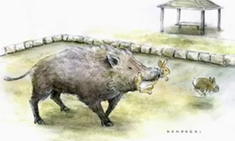 Lợn rừng bắt đầu săn thỏ trên hòn đảo nổi tiếng với biệt danh "đảo Thỏ" của Nhật Bản
