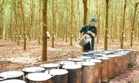 Một doanh nghiệp cao su chuẩn bị chốt ngày thưởng cổ phiếu tỷ lệ 300%