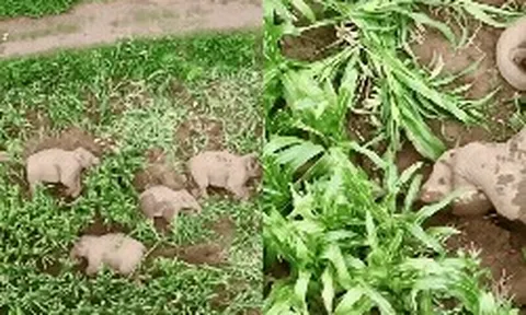 Đàn voi 7 con xâm chiếm ruộng ngô rồi lăn ra ngủ say sưa, cảnh tượng khiến chuyên gia 11 năm kinh nghiệm cũng phải kinh ngạc