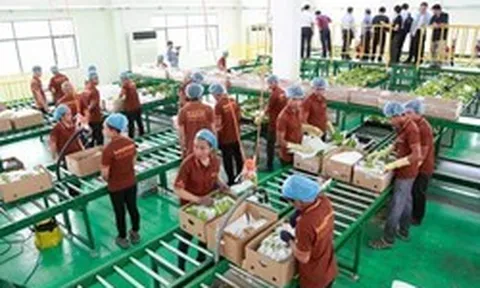 Trung Quốc gom mua gần hết một loại đặc sản, nhiều người dân Campuchia đổi đời, rủng rỉnh tiền mua đất