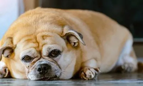 Dưới góc độ tiến hóa, tại sao cả con người và động vật đều có thể xuất hiện hội chứng trầm cảm?