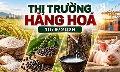 Thị trường hàng hóa ngày 10/9: Giá tiêu bật tăng mạnh, cao su bứt phá
