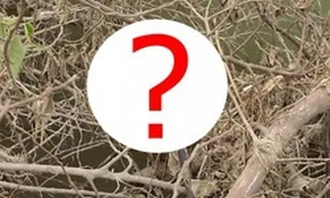 Đang chụp ảnh bên sông, người đàn ông phát hiện "quái vật" dài 2 m, vừa đến gần nó lập tức làm điều này