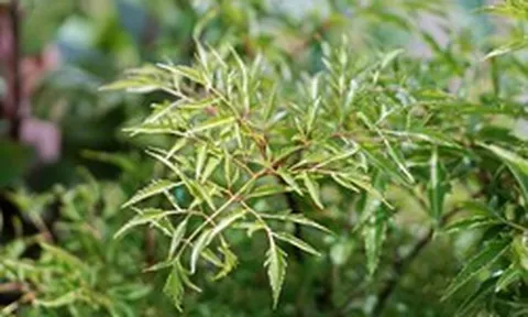 Một loại cây quá quen, được ví như nhân sâm của người nghèo, giúp doanh nghiệp trên sàn chứng khoán thu hàng trăm tỷ mỗi năm