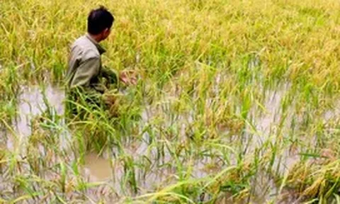 Hơn 4.200 hecta lúa ở Cà Mau bị ngập do mưa lớn kéo dài kèm dông lốc