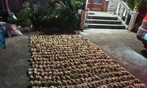 Trung Quốc: Bóng đen bí ẩn lao xuống trang trại lúc nửa đêm khiến hơn 1.400 con gà chết