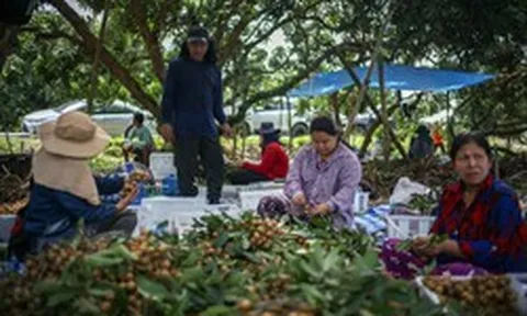 Thái Lan 'đau đầu' vì Campuchia, Myanmar, chỉ đang 'tiêm thuốc giảm đau để điều trị'