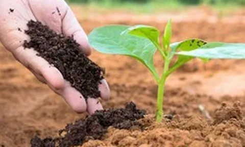 CTCK gọi tên 2 doanh nghiệp hưởng lợi trực tiếp từ đề xuất giảm thuế xuất khẩu phân bón