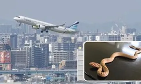Phát hiện rắn dài 40cm trên máy bay, cơ trưởng hủy chuyến bay khẩn cấp