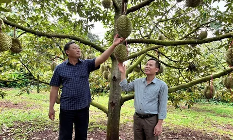 Trái sầu riêng và nỗi sầu chung: “Hết sầu” từ Nghị quyết 36?