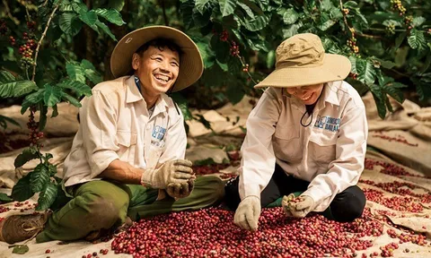 Cà phê Việt xuất khẩu 8 tháng 'bỏ xa' cả năm 2024