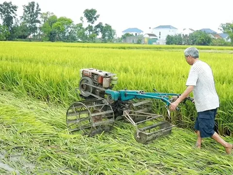 Nông dân xót xa cắt bỏ cả nghìn ha lúa lép hạt