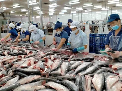 Cá tra Việt Nam lấy lại đà tăng trưởng từ thị trường Trung Quốc