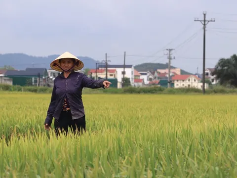 Nông dân 'đứng ngồi không yên' vì nguy cơ mất trắng hơn 150ha lúa