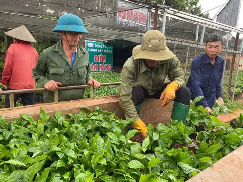 Cây cà phê giống 'cháy' hàng