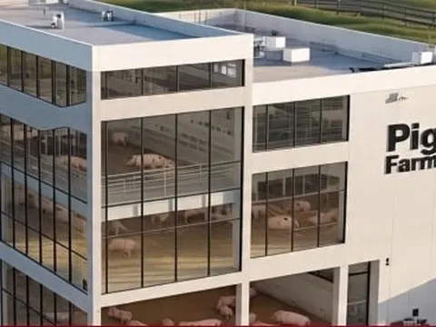 Doanh nghiệp muốn xây 2 tòa 'chung cư 6 tầng' để nuôi heo