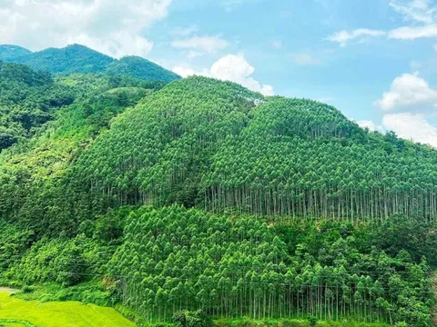 'Ông trùm' Amazon muốn mua tín chỉ carbon rừng Việt Nam