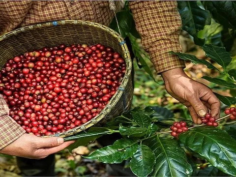 Cà phê Việt lập kỷ lục xuất khẩu mới giữa nửa đầu năm