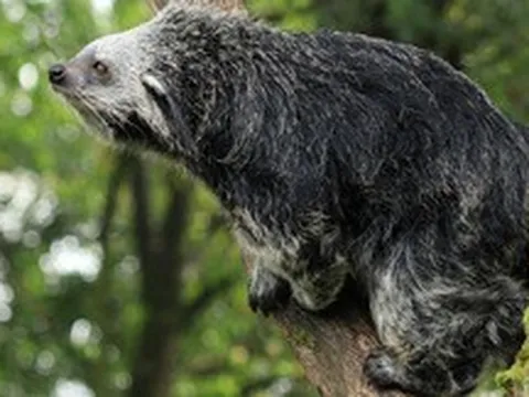 Binturong: Sinh vật bí ẩn được 'lai tạo' giữa gấu và mèo với hương thơm bỏng ngô đặc trưng giữa rừng già