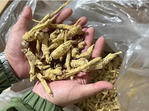 Trung Quốc quay lưng với mặt hàng được coi là thần dược, nông dân Mỹ điêu đứng chịu ép giá, lãi mỏng, phải rút tiết kiệm, đi vay duy trì qua ngày, đối mặt tương lai ảm đạm