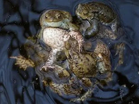 Chấn động giới tự nhiên: Ếch cái "đóng kịch" giả chết để thoát khỏi màn ve vãn nguy hiểm của ếch đực