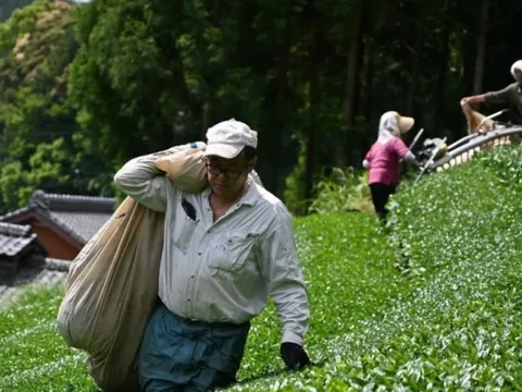 Nhật Bản sắp cạn matcha, có cửa hàng chỉ bán tối đa 40 hộp mỗi ngày: Chuyện gì đang xảy ra?