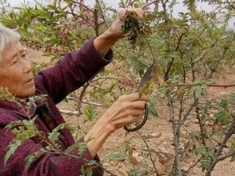 Cây xưa chỉ trồng lấy quả, nay hái lá đem bán cũng ra tiền