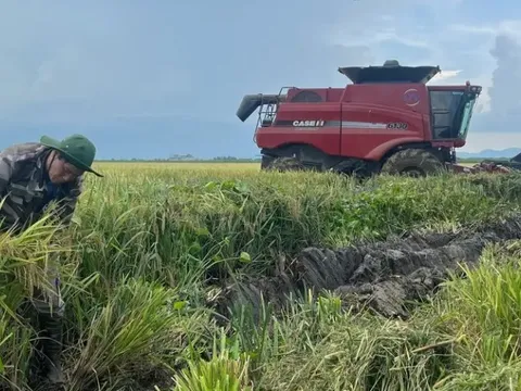 Động thái chưa từng có tiền lệ: Cuba đánh cược tương lai nông nghiệp vào hạt giống Việt Nam
