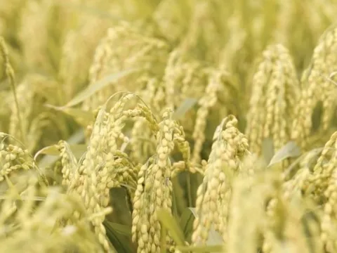 Bê bối gạo giả rúng động đất nước, đích thân Tổng thống chỉ đạo điều tra: 6 công ty gạo lớn bị nghi cầm đầu, trên 200 tấn gạo nhái bị thu giữ, người tiêu dùng chịu thiệt hơn 6 tỷ USD